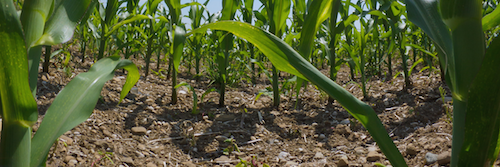 Mesure et qualité des récoltes agricoles